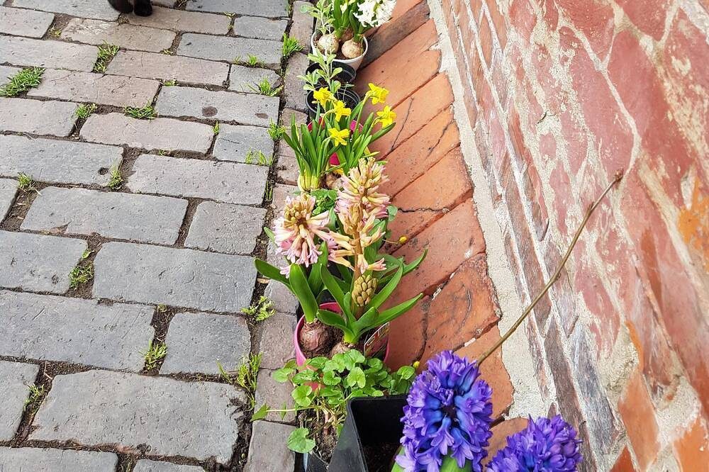 Fewo \"Dat Nüst\", Terrasse, Garten, mod. Bad — Bild 2