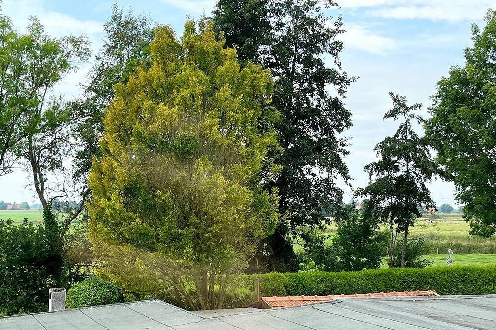 Ausblick in die Natur in Esens, Deutschland — Bild 4