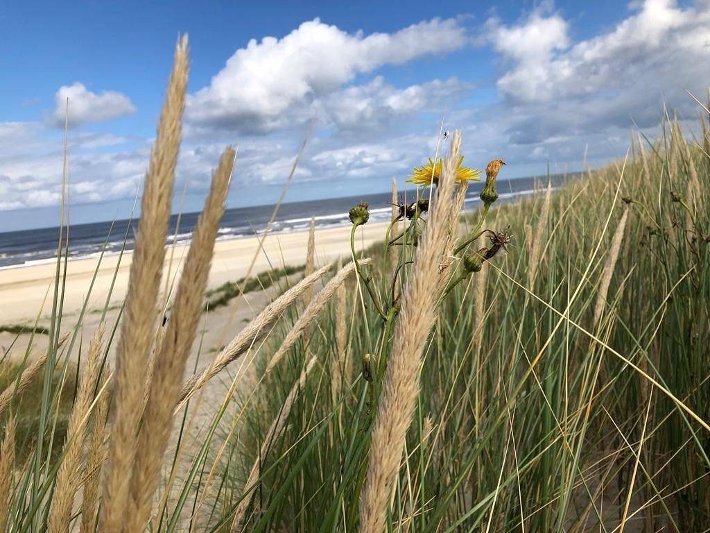 Insel Langeoog: Urlaub auf Langeoog in der Ferienwohnung
