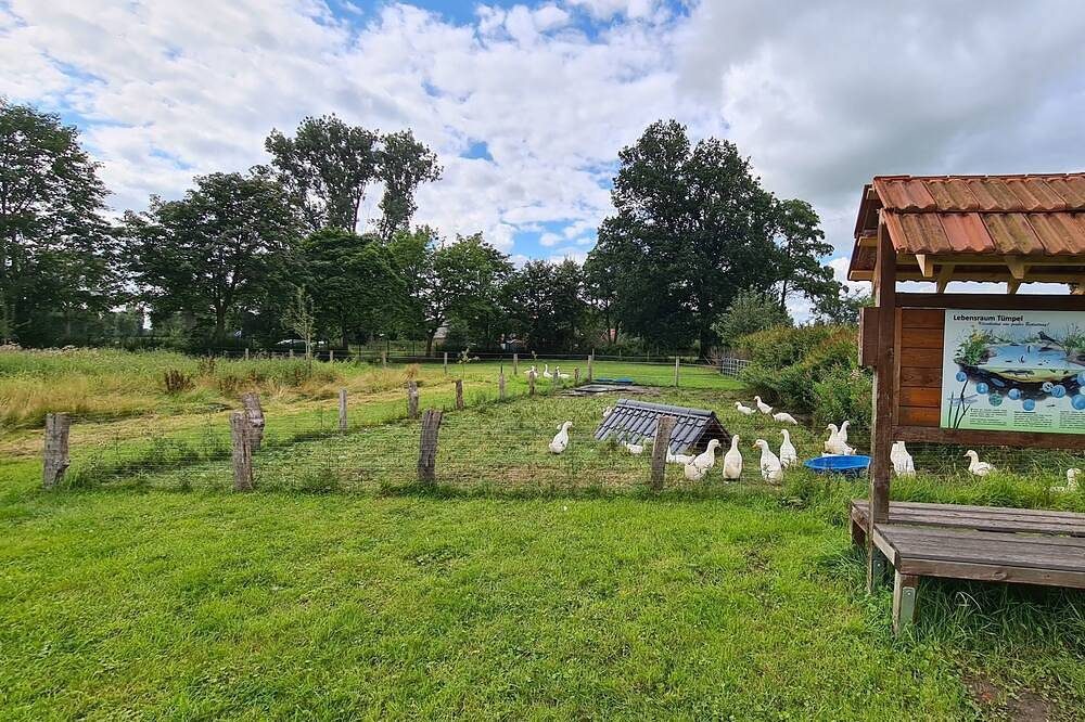 Ferienwohnung\/App. für 5 Gäste mit 70m² in Wilsum (159398) — Bild 4