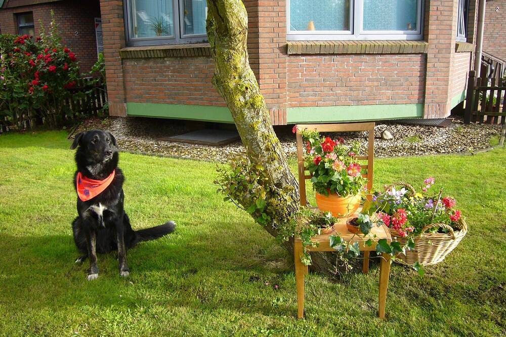Fewo1 für Familien, auch mit Hund, Blick auf den Deich und kurzem Weg zum Strand — Bild 3