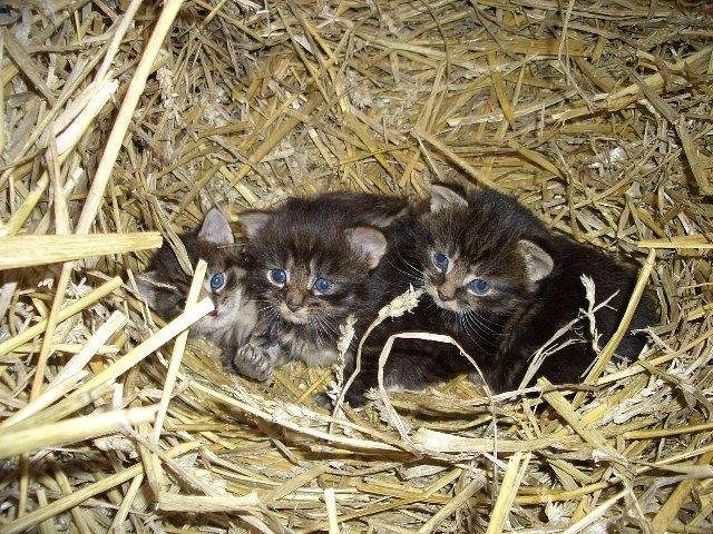 Mittag, Anke "Ferienhof Mittag" - Ferienwohnung Rapsblüte - 35257 — Bild 5