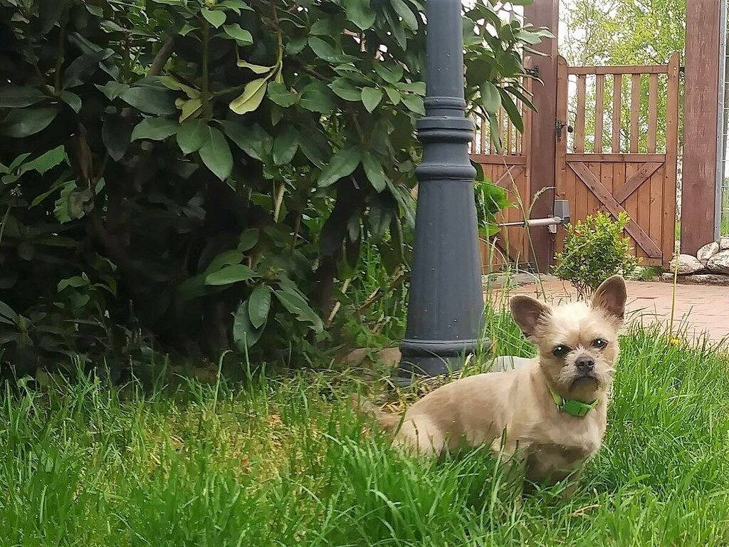 Ranchhouse Hunde und Pferde willkommen — Bild 5