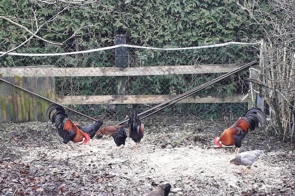 Ferienwohnung  *Zur Kleinen Mühle * bis 3 Personen  Oberwohnung- — Bild 3