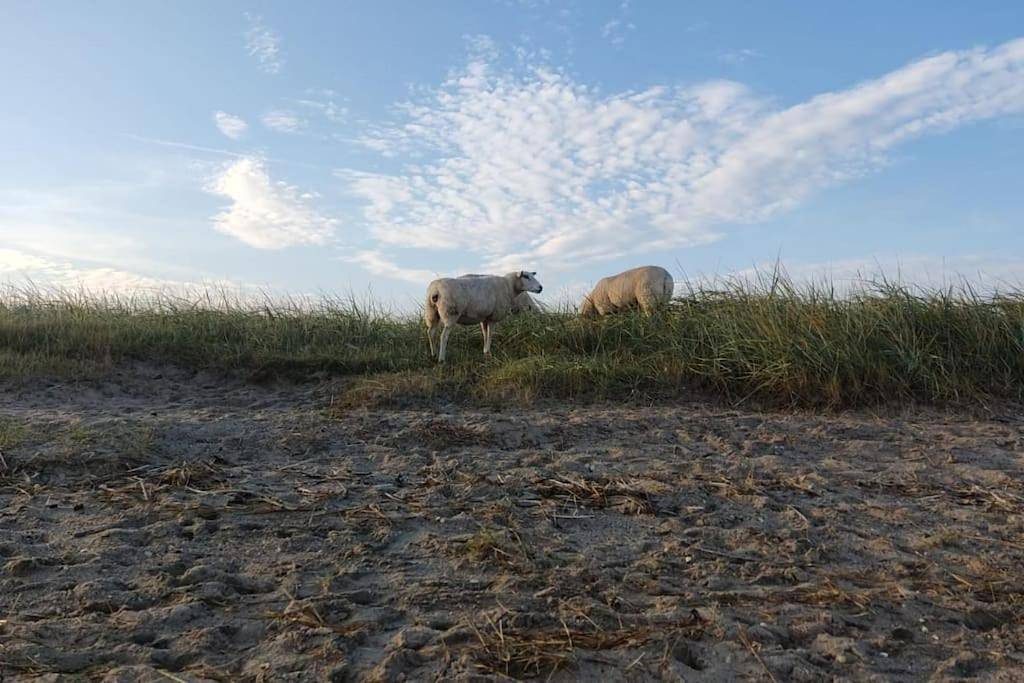 Erholung auf der Deichschäferei mit Deichblick