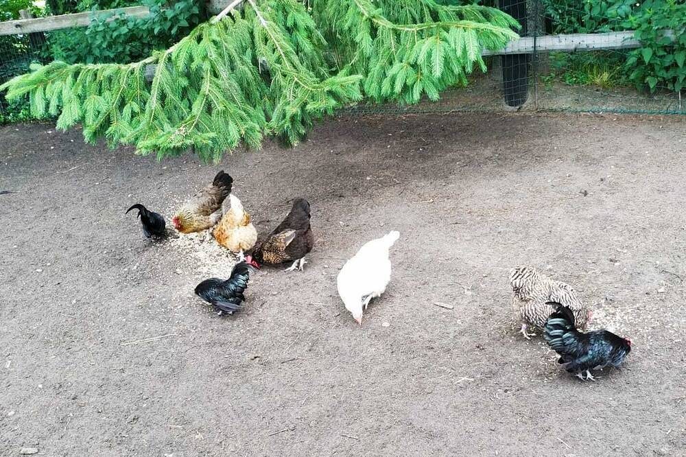 Ferienwohnung Haren\/Ems Nähe Golfplatz, Schloß Dankern — Bild 5