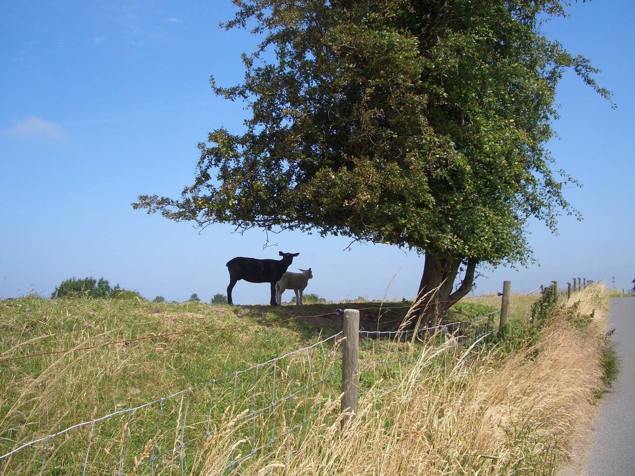Mittag, Anke "Ferienhof Mittag" - Ferienwohnung Rapsblüte - 35257 — Bild 3