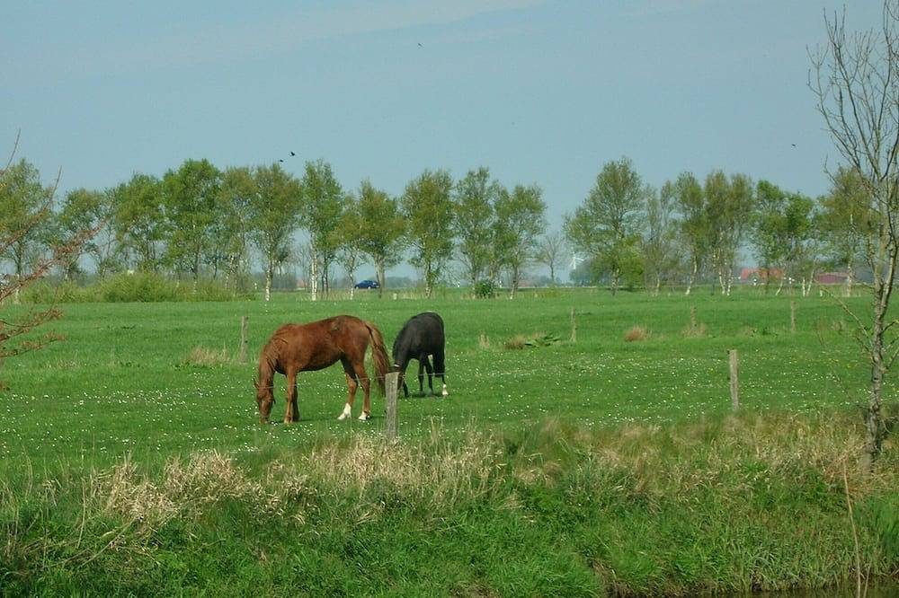 Schöne feine Wohnung mit Garten, Wiese, Blick auf Wasser und Land — Bild 4